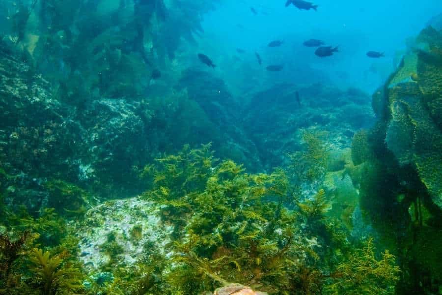 Catalina Island Sub Tour