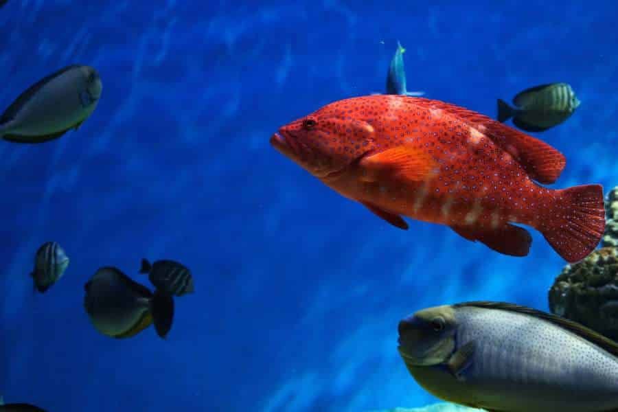 Catalina Island Sub Tour